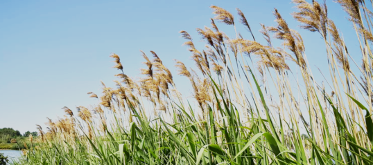 Reconnaitre les plantes envahissantes