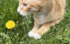 Le chat dans les pissenlits de Mascouche - Ishana Sharma