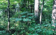 Un coeur au fond des bois - Émile Lévesque